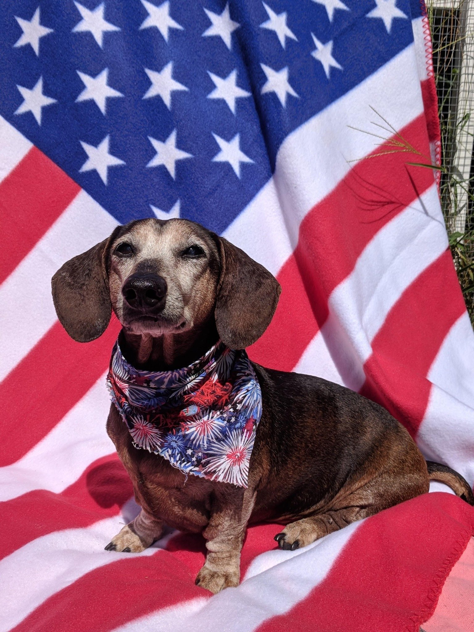 A beloved senior dachshund with an American flag