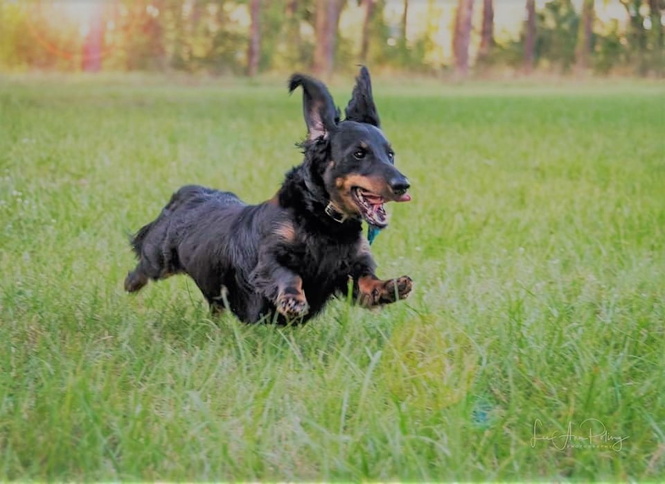 A happy dachshund running freely in a field