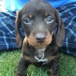 Adorable chocolate dachshund puppy