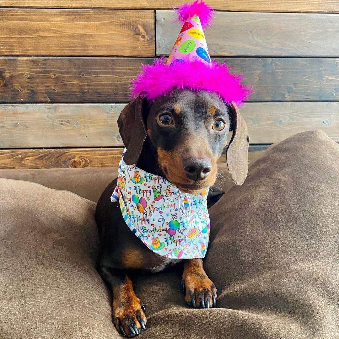 Dachshund wearing a birthday party hat