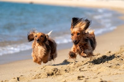 Two dachshunds running joyfully on a Florida beach